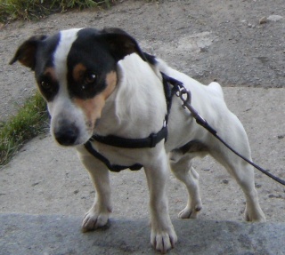 YOUMA... x Jack Russel, mâle, 2 ans Dscf6115