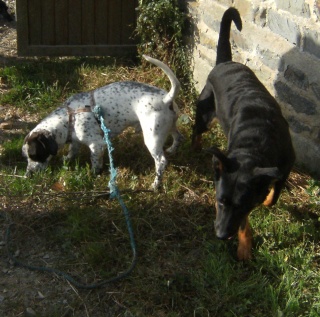 TILOU... basset x braque, mâle, 3 ans Dscf6140