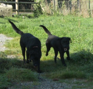 SAXO... X labrador, mâle, 9 ans Dscf6335