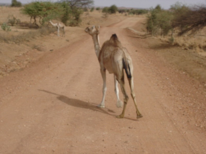 PARLER DE TOUT ET DE RIEN.... - Page 28 Tchad_15