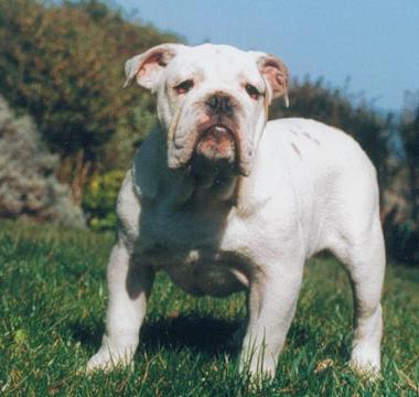 LE BULLDOG ANGLAIS 2004-012