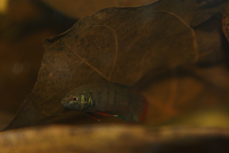 betta - Betta imbellis Dsc06015