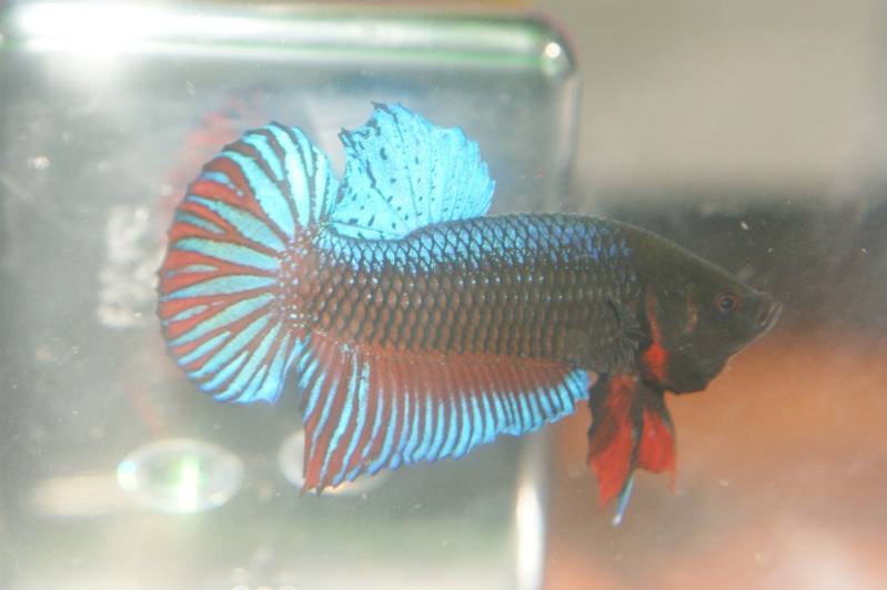 Betta splendens Dsc06710