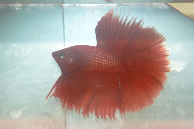 Betta splendens Dsc08012