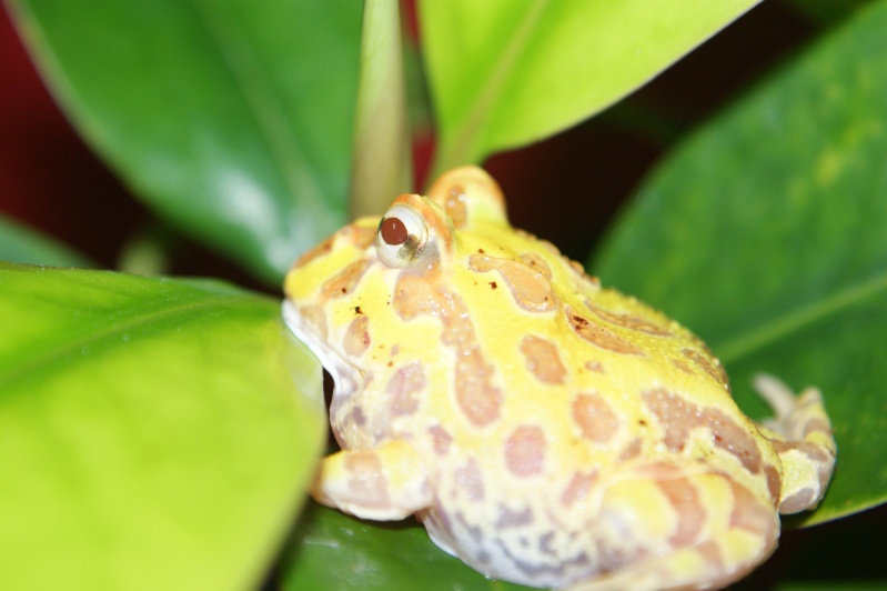 Ceratophrys Cranwelli "Albinos" Dsc08812