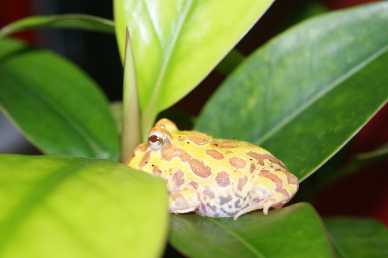 Ceratophrys Cranwelli "Albinos" Dsc08813