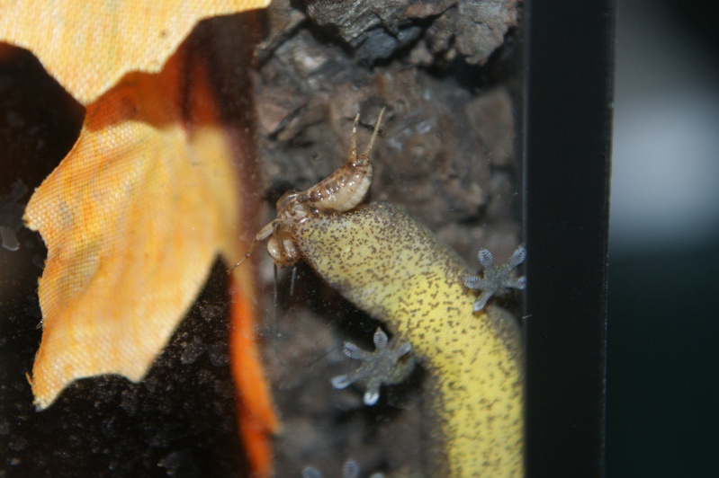 Lepidodactylus lugubris Dsc09411