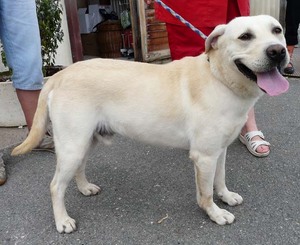 Bouba labrador mâle sable de 4 ans dpt 49  Adopté :) Anm_ph57