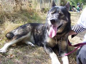 LUCKY husky 10 ans apprecie qu'on s'occupe d'elle REF (49)  ADOPTEE Ima_ph14
