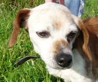 TITUS, croisé beagle mâle, 9 ans (49) Imf_mo21