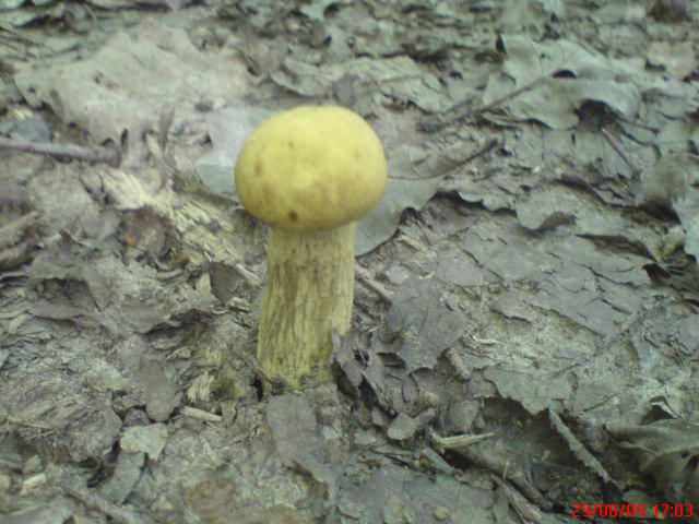 le champignon zizi est il bon pour la sant Dsc00628