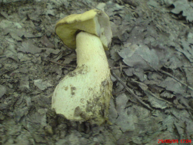 le champignon zizi est il bon pour la sant Dsc00630
