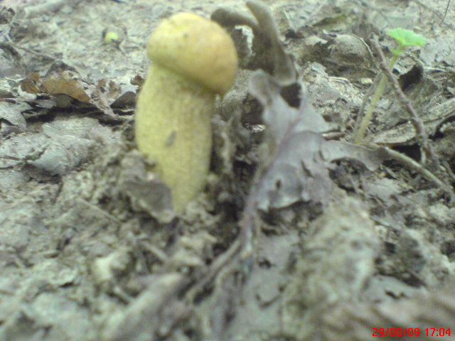 le champignon zizi est il bon pour la sant Dsc00631