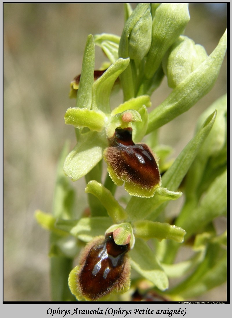 Ophrys litigiosa ( araneola ) P3310512