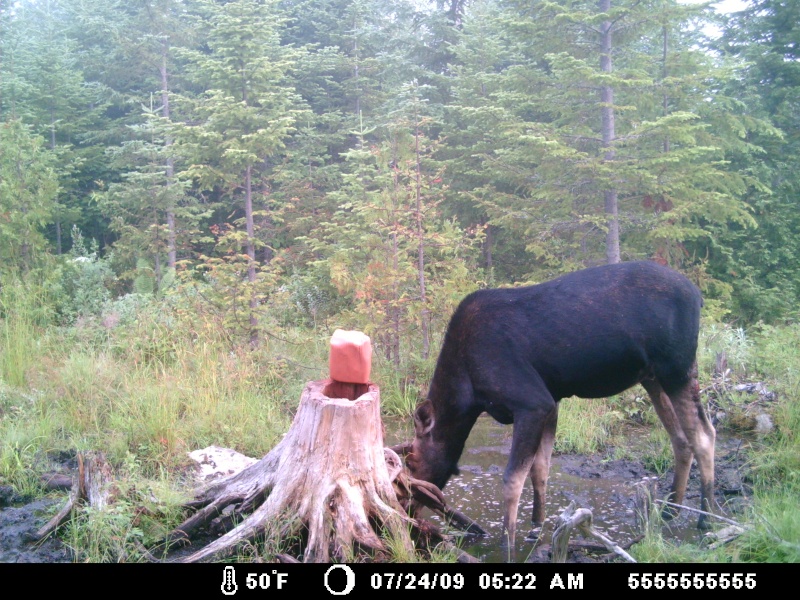 buck  acro a ma saline  12 hrs  a lécher  de 12 hrs a minuit 39011