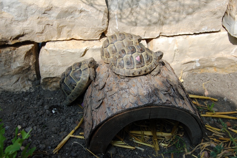 Ma tortue se retourne toute seule 02513