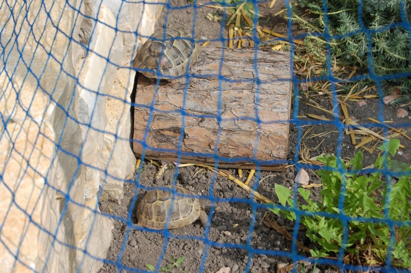 Ma tortue se retourne toute seule 03211