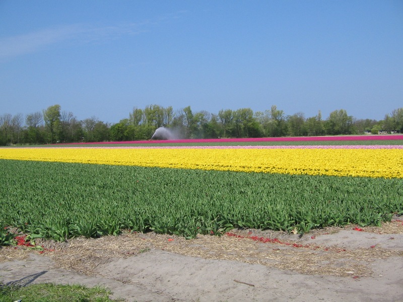 Tulipes from Holland Img_0217