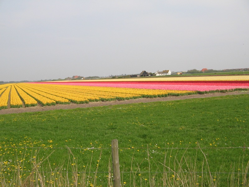 Tulipes from Holland Img_0219