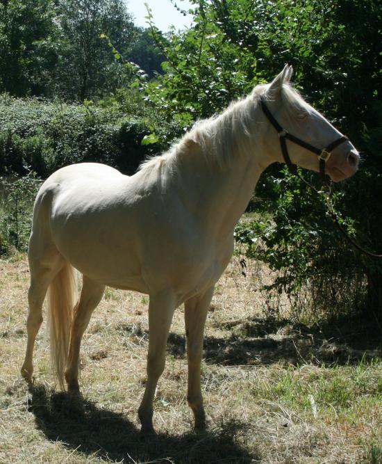 NEIGE, le cheval imprévu Atalon11