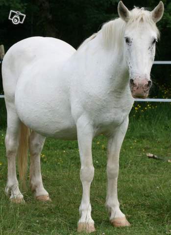 NEIGE, le cheval imprvu Neige11