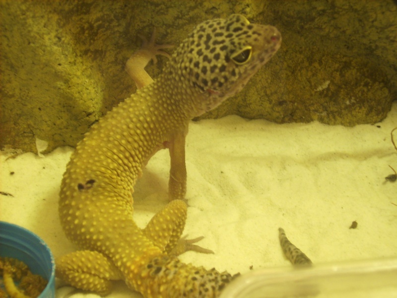 mes geckos (Eublepharis macularius) Dsci0010