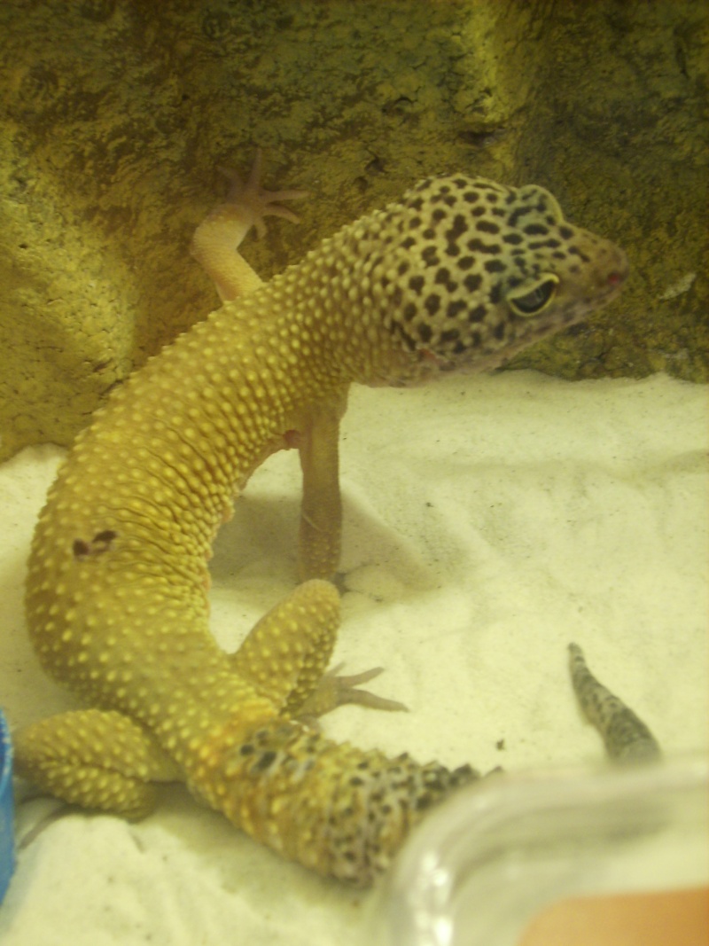 mes geckos (Eublepharis macularius) Dsci0011