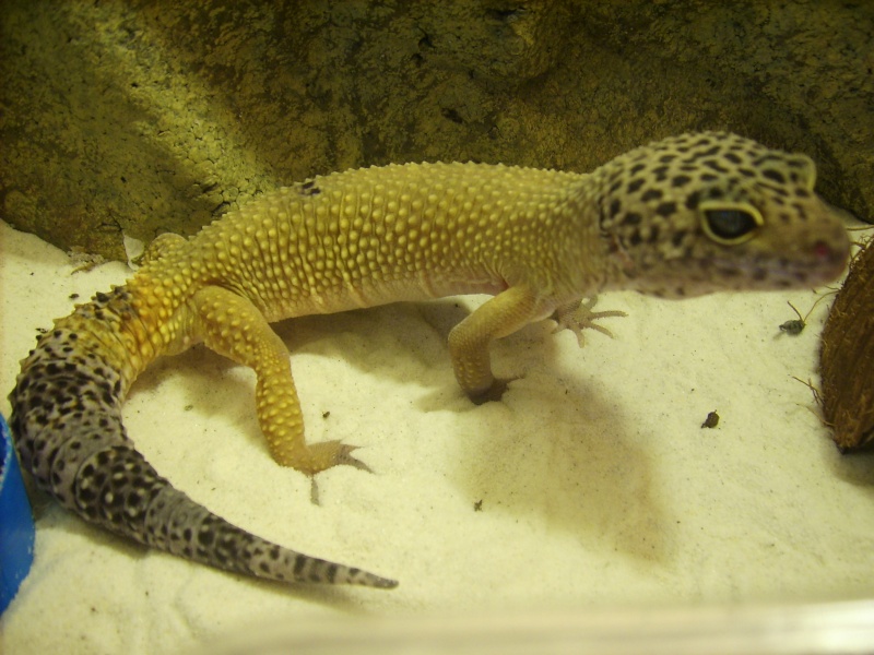 mes geckos (Eublepharis macularius) Dsci0013