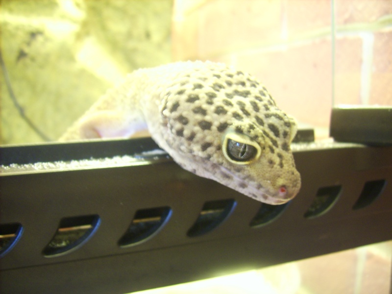 mes geckos (Eublepharis macularius) Dsci0015