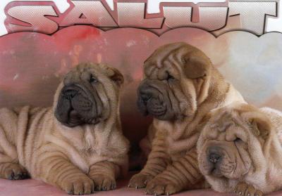 shar pei en discussion