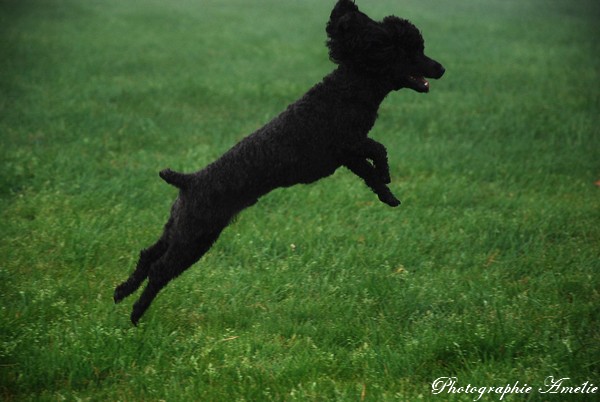 Régime pour chien (pour perdre ou gagner du poid) Photo235