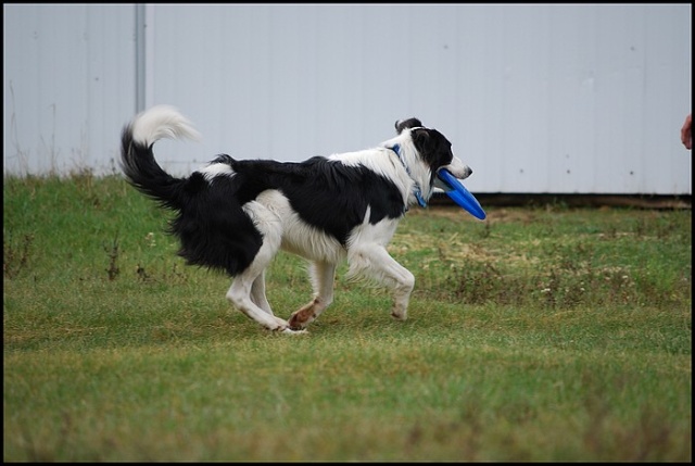 Mes premières photos de Frisbee / AJOUT DE PHOTOS Photo259