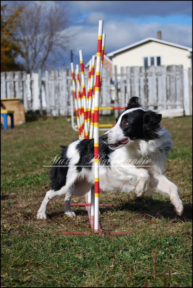 Yougi et d'autres chiens Photo286