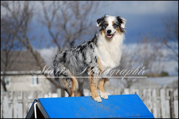 Yougi et d'autres chiens Photo296