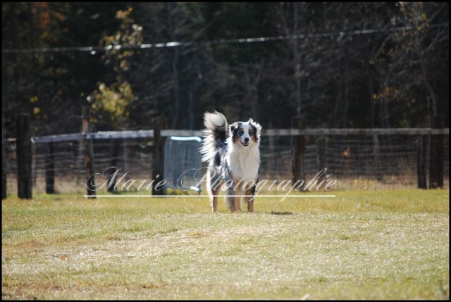 Yougi et d'autres chiens Photo298