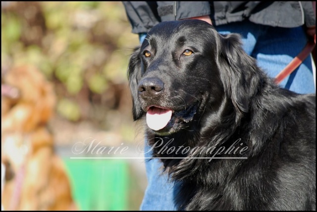 Yougi et d'autres chiens Photo299