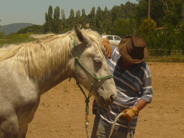 Ulk de parret, percheron sauvé par koala83 ! (2009) - Page 6 P1030616