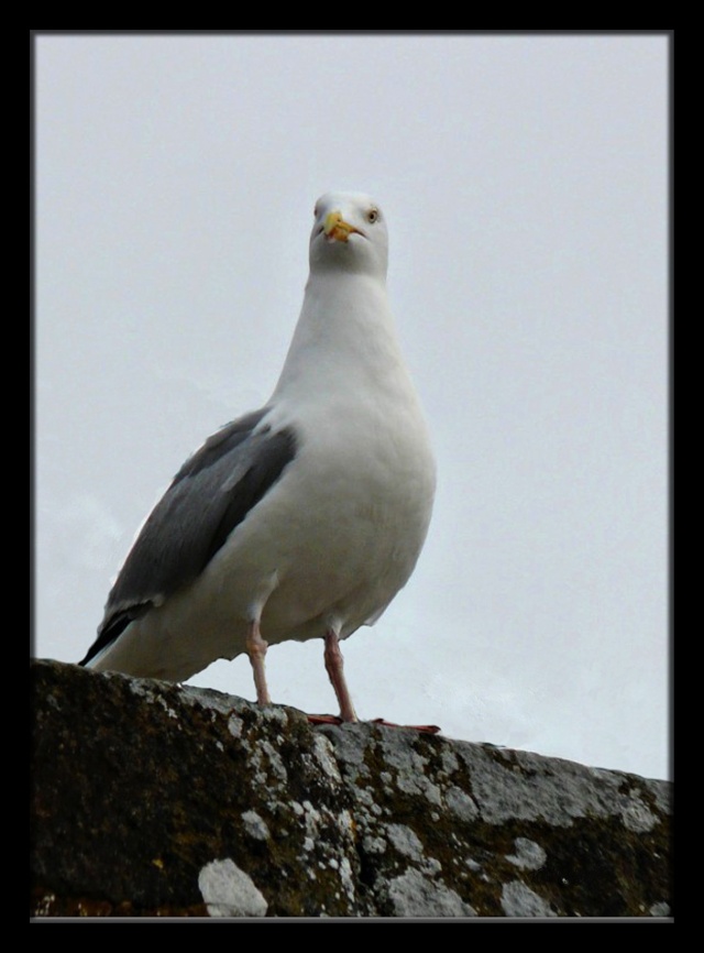 Goeland à Saint Malo 09042211