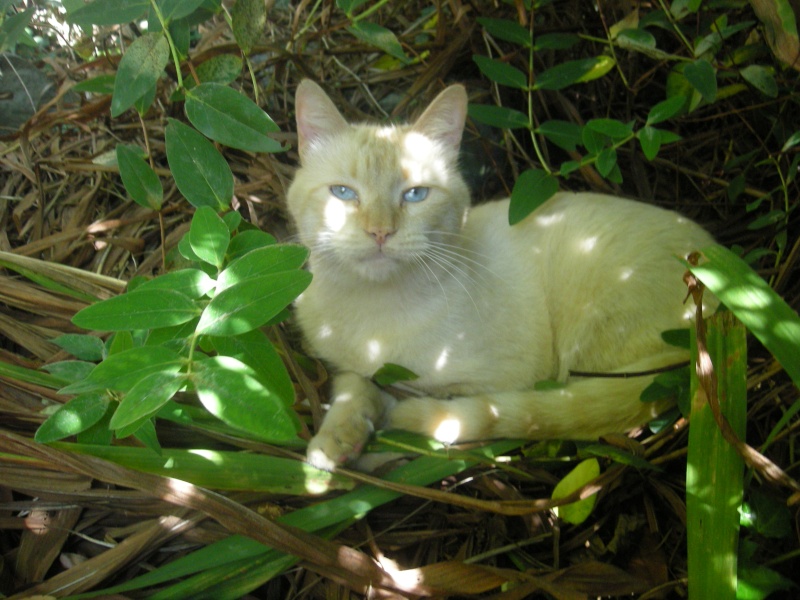 Charou Beau chat aux yeux bleus 3/4 ans, sympa et ronronneur (64) DE RETOUR A L'ADOPTION Charou13