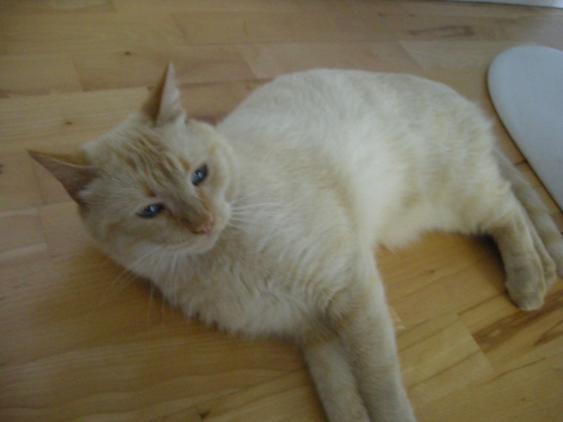 Charou Beau chat aux yeux bleus 3/4 ans, sympa et ronronneur (64) DE RETOUR A L'ADOPTION Charou14