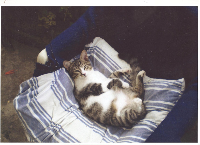 Nicolas et Pimprenelle, adorables chatons 5 mois, ADAP, PAU(64) ADOPTES Photo_13