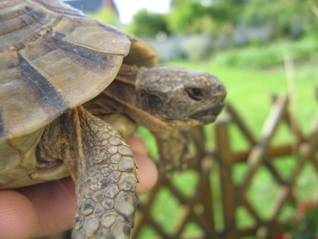 tortue trouvée Tortue60