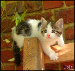 Eole, chaton tigré/blanc, né fin août 2009 : sous contrat Filémon (80) Eole-111