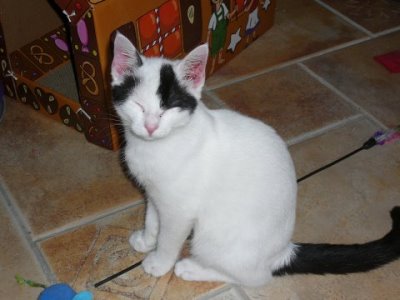 Kater Gollo wird seit 11.10.2009 (Sonntag) vermisst Katze210