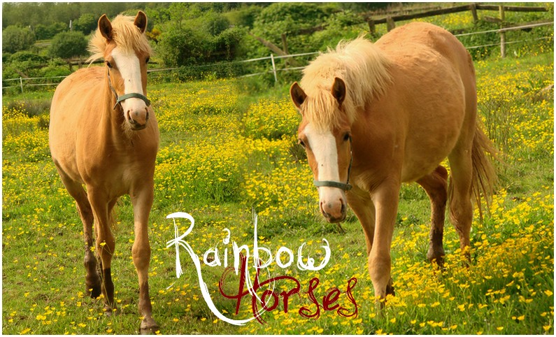 Rainbow Horses