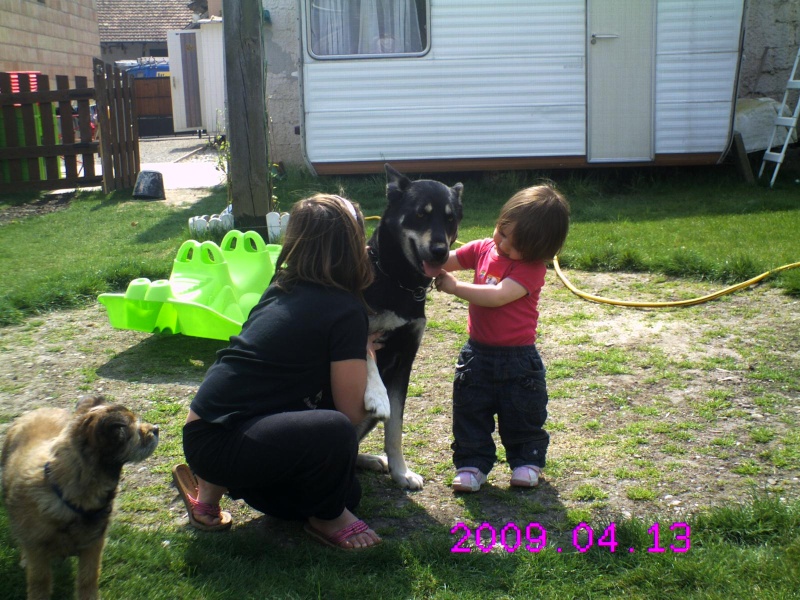 Nina, femelle Husky X Labrador de 2 ans, urgent colmar 68 ADOPTEE Pict0011