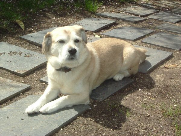 *(2/3/2009) Casper, perro de tamaño pequeño-mediano perdido en Majadahonda (Madrid) 12053_10