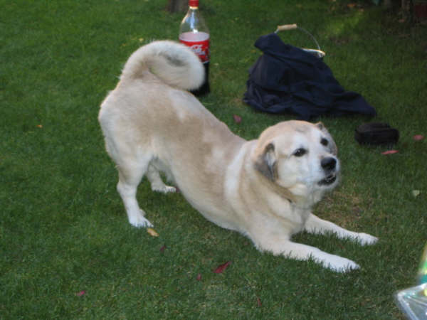 *(2/3/2009) Casper, perro de tamaño pequeño-mediano perdido en Majadahonda (Madrid) Casper10