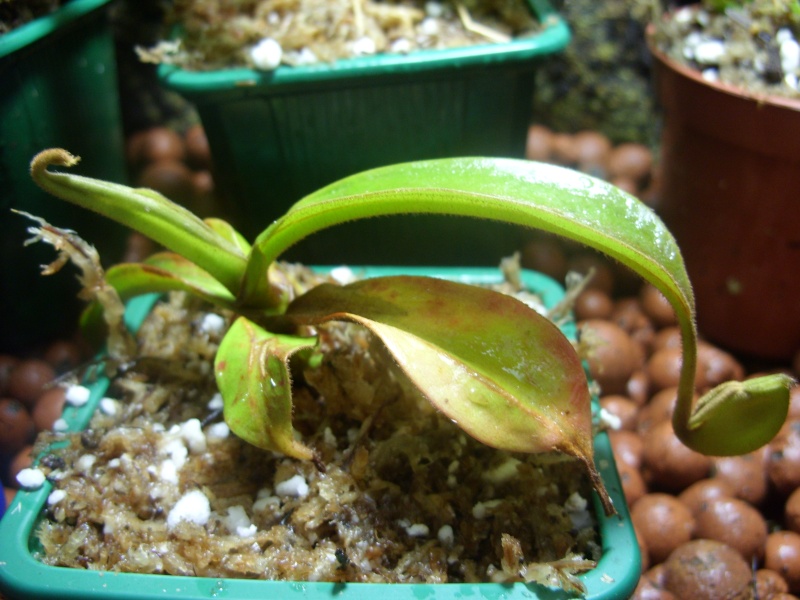 Diaporama de Nepenthes ampullaria. Ampull10