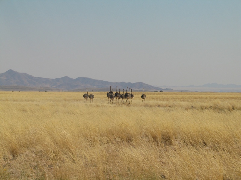 Quelques images de mon long ride namibien... Namibi14